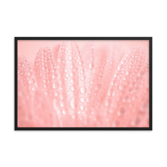 Artistic Photography: Close-Up Pink Daisy Floral Botanical Photograph Shabby Chic - Vintage Framed Wall Art Print