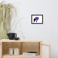 Iris On White Floral Nature Photo Framed Wall Art Print