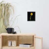 Yellow Tulip on Black Floral Nature Photo Framed Wall Art Print