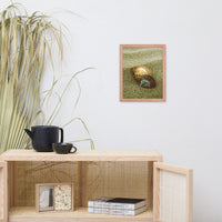 Dreamy Beach Sea Shells Coastal Nature Photo Framed Wall Art Print