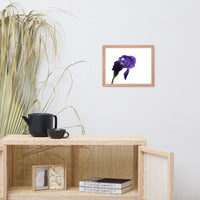 Iris On White Floral Nature Photo Framed Wall Art Print