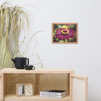 Moody Young-And-Old Age Pink Zinnia Flower Bloom Floral Nature Photo Framed Wall Art Print
