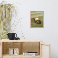 Dreamy Beach Sea Shells Coastal Nature Photo Framed Wall Art Print