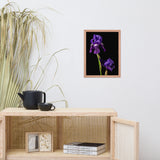 Iris on Black Floral Nature Photo Framed Wall Art Print