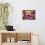 Moody Young-And-Old Age Pink Zinnia Flower Bloom Floral Nature Photo Framed Wall Art Print