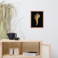States of Erosion Image 9 Whelk Shell Coastal Nature Photo Framed Wall Art Print