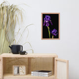 Iris on Black Floral Nature Photo Framed Wall Art Print