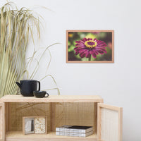 Moody Young-And-Old Age Pink Zinnia Flower Bloom Floral Nature Photo Framed Wall Art Print
