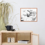 High Key Lily Black and White Floral Nature Photo Framed Wall Art Print