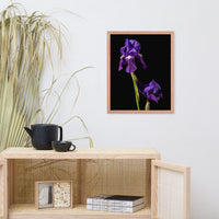 Iris on Black Floral Nature Photo Framed Wall Art Print