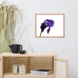 Iris On White Floral Nature Photo Framed Wall Art Print