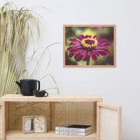 Moody Young-And-Old Age Pink Zinnia Flower Bloom Floral Nature Photo Framed Wall Art Print