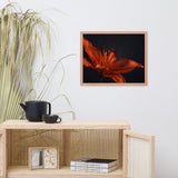 Orange Lily with Back light Floral Nature Photo Framed Wall Art Print