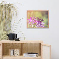Spider Flower in Glory Light With Spotted Moth Floral Nature Photo Framed Wall Art Print