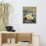 Shell at Bowers 2 Coastal Nature Photo Framed Wall Art Print