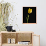 Yellow Tulip on Black Floral Nature Photo Framed Wall Art Print