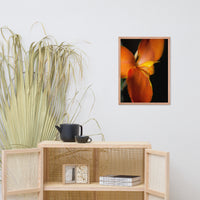 Orange Canna at Longwood Gardens Floral Nature Photo Framed Wall Art Print