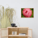 Peony Bud Floral Nature Photo Framed Wall Art Print