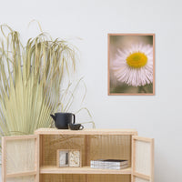 Philadelphia Fleabane Single Bloom Floral Nature Photo Framed Wall Art Print