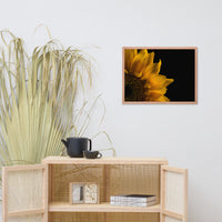 Sunflower in Corner Floral Nature Photo Framed Wall Art Print