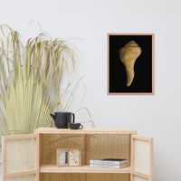 States of Erosion Image 9 Whelk Shell Coastal Nature Photo Framed Wall Art Print
