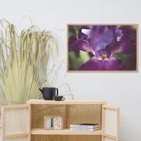 Glowing Iris Moody Midnight Floral Nature Photo Framed Wall Art Print