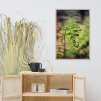 Growth of the Forest Floor Botanical Nature Photo Framed Wall Art Print