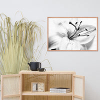 High Key Lily Black and White Floral Nature Photo Framed Wall Art Print