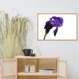 Iris On White Floral Nature Photo Framed Wall Art Print