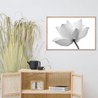 Lotus Flower Black and White Floral Nature Photo Framed Photo Paper Poster