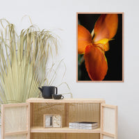 Orange Canna at Longwood Gardens Floral Nature Photo Framed Wall Art Print