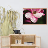 Raindrops on Wild Rose Color Floral Nature Photo Framed Wall Art Print