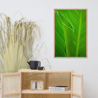Leaves of Canna Lily Botanical Nature Photo Framed Wall Art Print