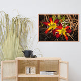 Royal Sunset Lily Floral Nature Photo Framed Wall Art Print