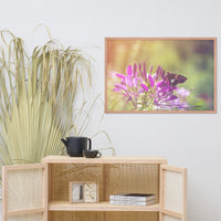 Spider Flower in Glory Light With Spotted Moth Floral Nature Photo Framed Wall Art Print