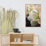 Succulent 4 Botanical Nature Photo Framed Wall Art Print