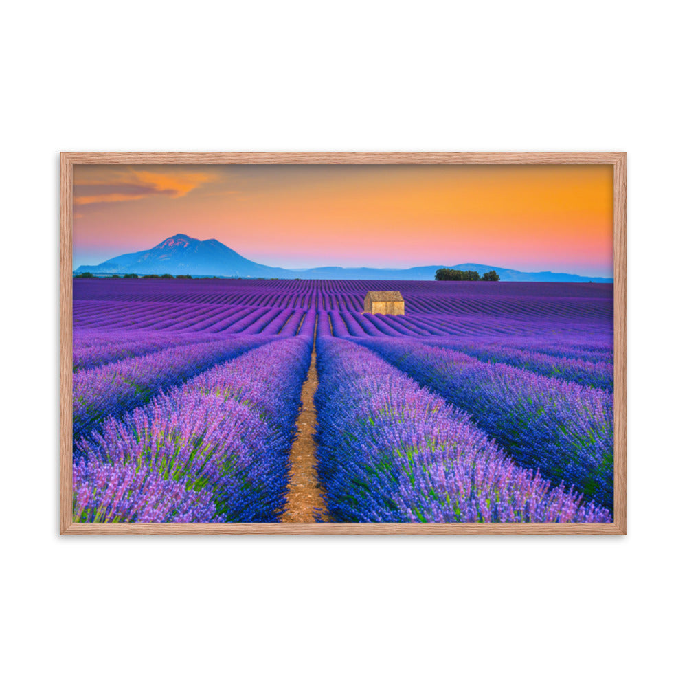 Blooming Lavender Field and Sunset Floral Landscape Framed Photo Wall Art Prints