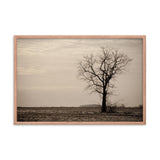Lonely Tree in Black and White Rural Landscape Framed Photo Paper Wall Art Prints