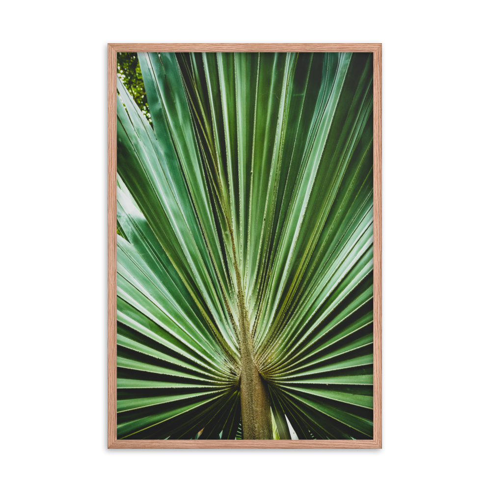 Contemporary Art For Dining Room: Aged and Colorized Wide Palm Leaves 2 Tropical Botanical / Nature Photo Framed Wall Art Print - Artwork - Wall Decor