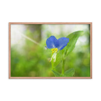 Asiatic Dayflower Floral Nature Photo Framed Wall Art Print