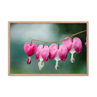 Be Still My Bleeding Heart Floral Nature Photo Framed Wall Art Print