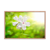 Beauty of the Forest Floor Floral Nature Photo Framed Wall Art Print