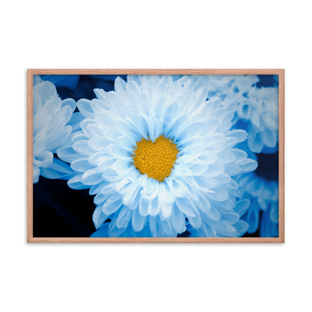 Blue Tinted Chrysanthemums For Ukraine Refugees Floral Nature Photo Framed Wall Art Print