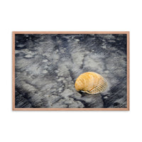 Black Sands and Seashell on the Shore Coastal Nature Photo Framed Wall Art Print