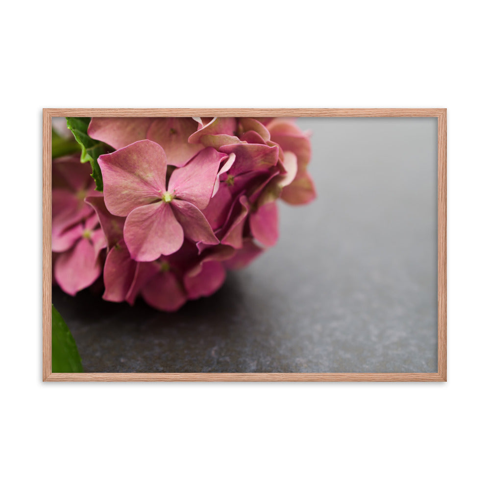 Close-Up Hydrangea on Slate Floral Nature Photo Framed Wall Art Print