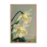 Colorized Daffodils Floral Nature Photo Framed Wall Art Print