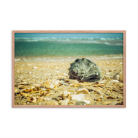Daydreams on the Shore Coastal Nature Photo Framed Wall Art Print