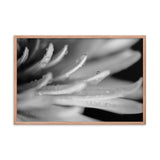 Droplets on Petals Black and White Floral Nature Photo Framed Wall Art Print