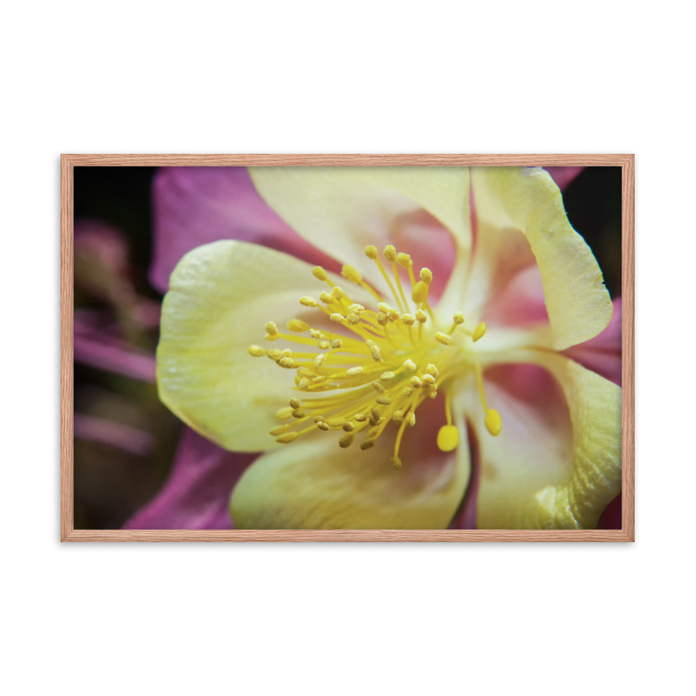 Delicate Columbine Floral Nature Photo Framed Wall Art Print
