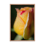 Dew on Yellow Rose Floral Nature Photo Framed Wall Art Print